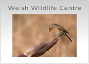 Welsh Wildlife Centre Photography Workshop