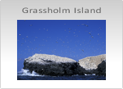 Grassholm Island Photography Workshop