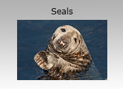 Seals and Pembrokeshire Coast National Park