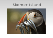 Skomer Island Photography Workshops