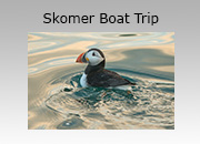 Skomer Snorkel