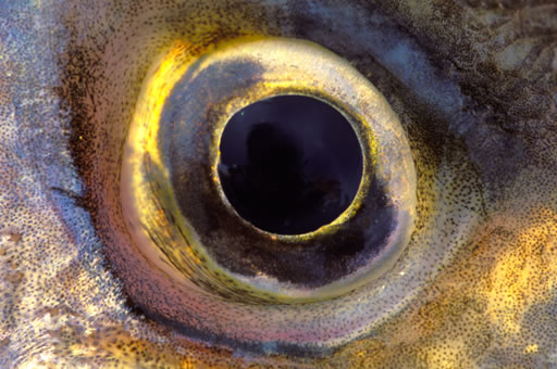 Bass Eye I