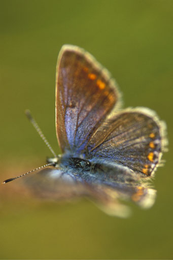 Common blue V