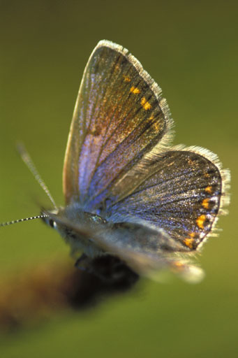 Common blue VI