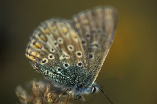 Common blue VII