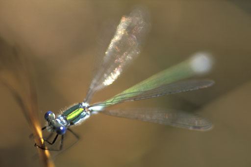 Damselfly V