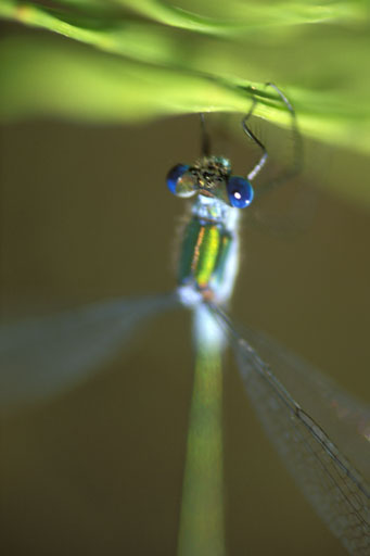 Damselfly VI