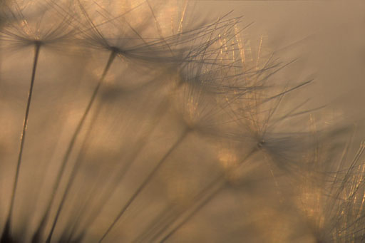 Dandelion Seedhead II