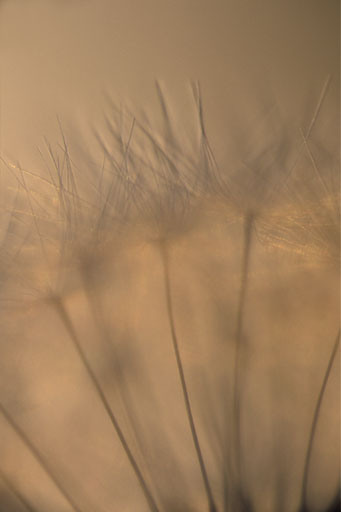 Dandelion Seedhead VI