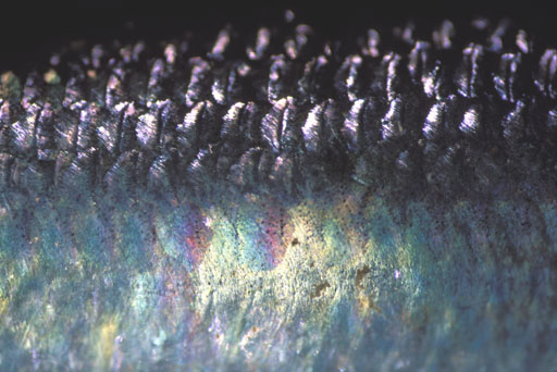 Herring Scales I