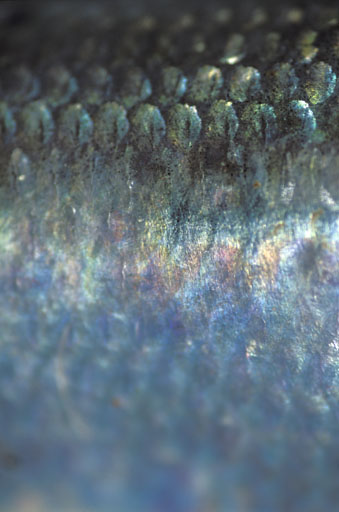 Herring Scales II