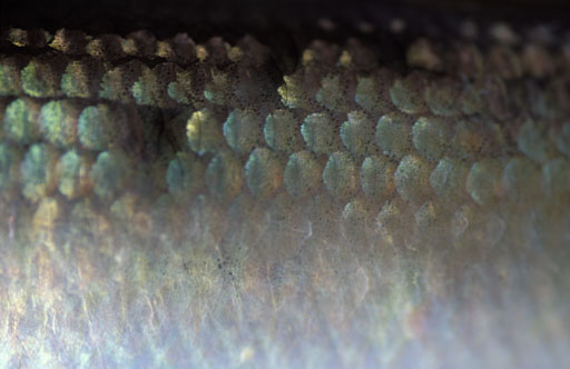 Herring Scales IV