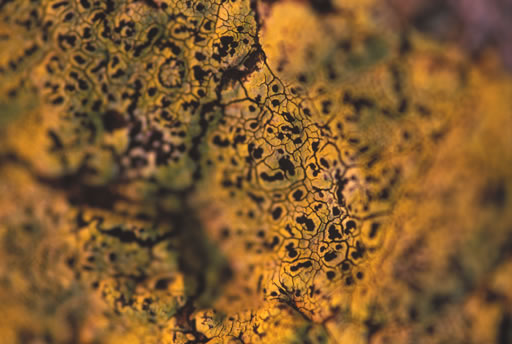 Lichen III