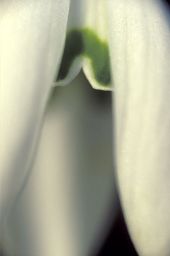 Snowdrop II