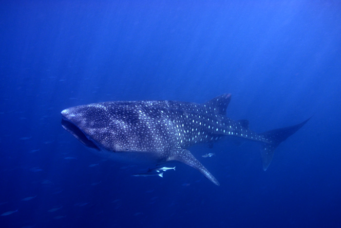 Whale Shark X