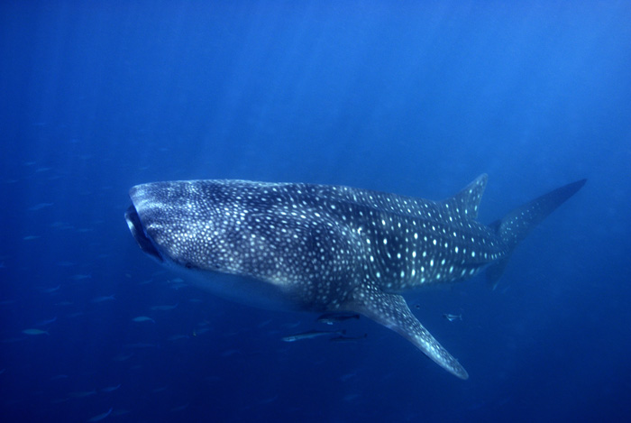 Whale Shark XI