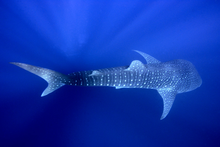 Whale Shark III