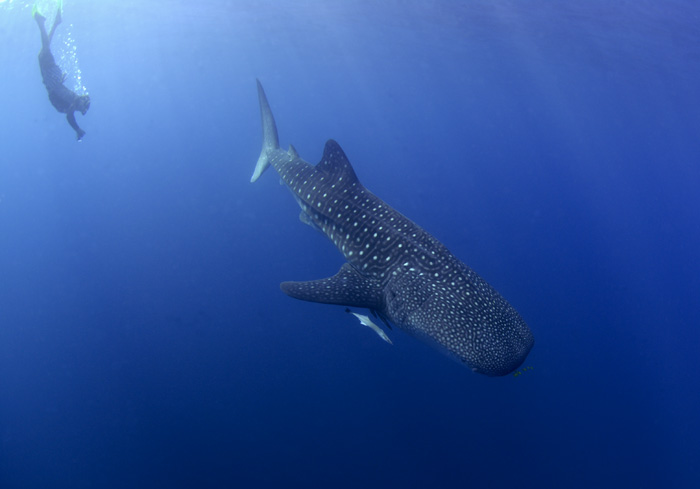 Whale Shark IV