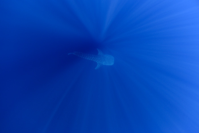 Whale Shark VI