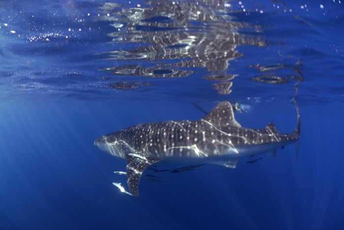 Whale Shark VII