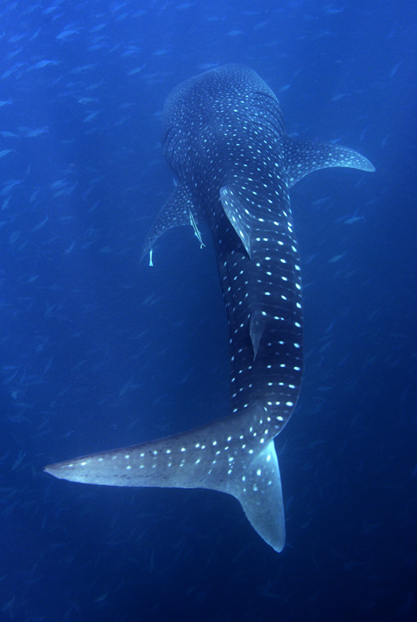 Whale Shark IX