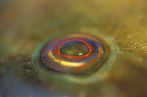 Wrasse Eye I