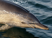 Gannet