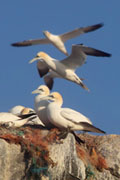 gannet