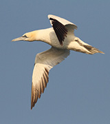 gannet