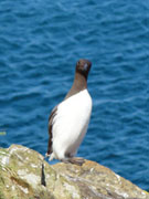 guillemot