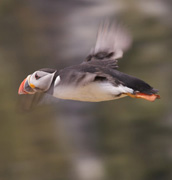 puffin