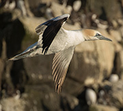 Gannet