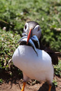 puffin