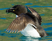 Gannet