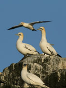 gannet