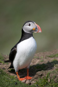 Puffin