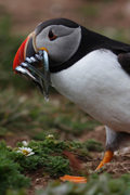 puffin