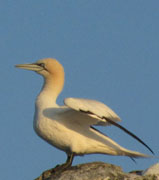 Gannet