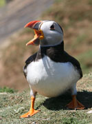 puffin