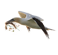 Gannet