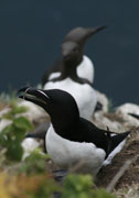 razorbill