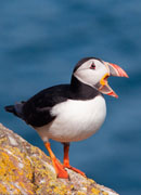 puffin