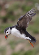 puffin