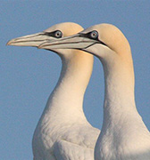 Gannet