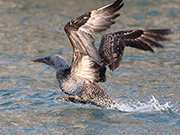 Gannet