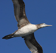 Gannet