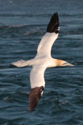 Gannet