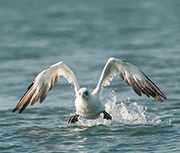 Gannet