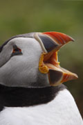 Puffin