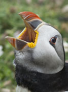 puffin